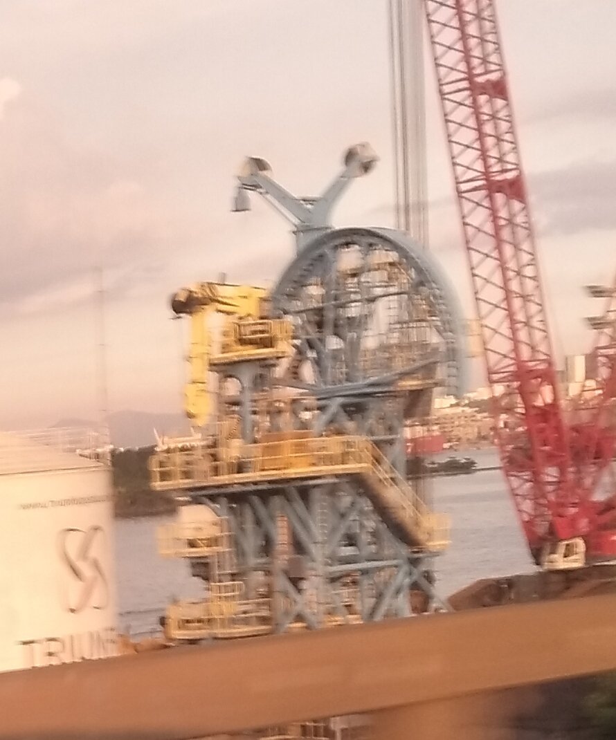 angeloteuthis celestialis tweet media