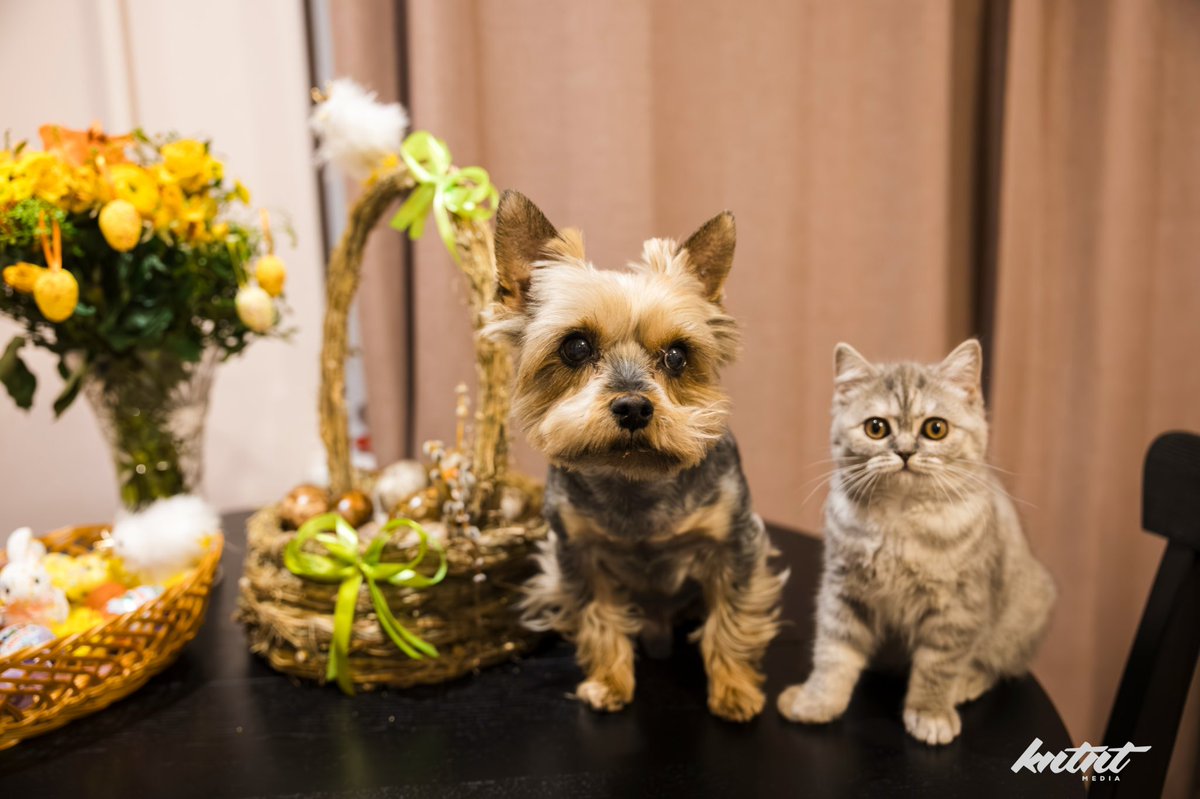 Elan "kntent" Kokorevich tweet media