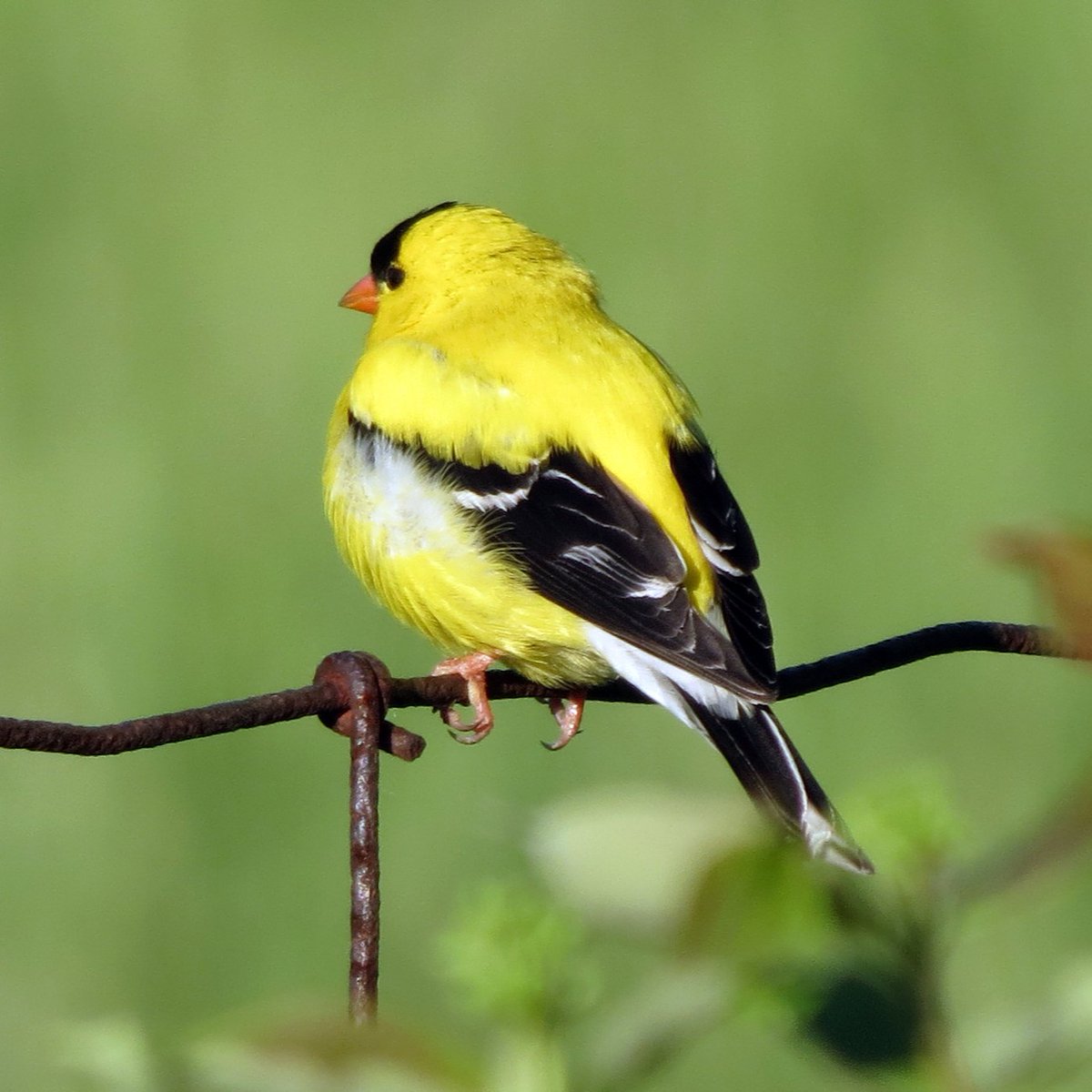 MurphysPointPP's tweet photo. Inspired by the colours of Easter, our next colour tour stop is yellow! 🐤
Yellow is bright and energizing. Yellow summons memories of bright spring flowers, the stripes of a bumblebee, and the feeling of the sun on your face.
Happy Easter Weekend!
#ColourWalk #OntarioParks https://t.co/KVCLYUtcN7