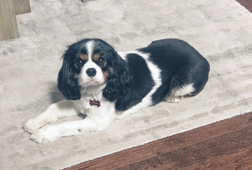 Declan Gera tweet media