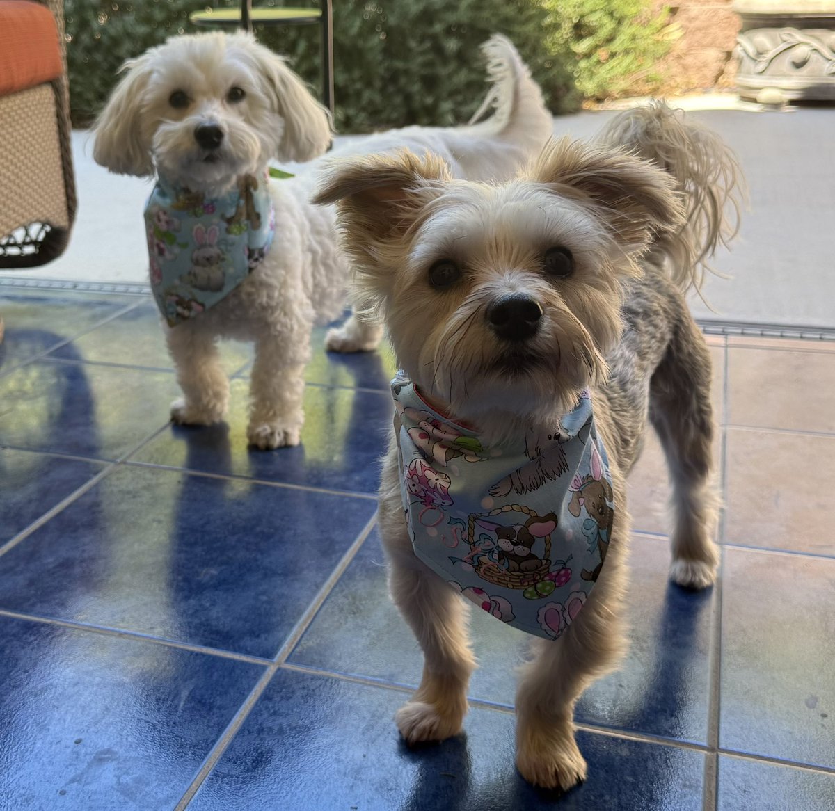 SirBailey2's tweet image. Happy Easter dear frens!!! 💚🐶🐾
The’s Easter Bunny hims left me’s an Rosie🌹1 hardboiled egg. Each. We’s didn’t hast to’s share!!! 😁🐶🐾 #happyeaster #dogsoftwitter #dogsofx #adogslife #doggo #pets 💚 @CartersBandanas