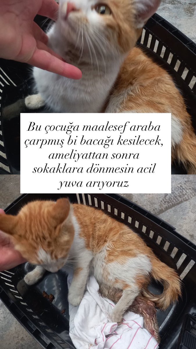 ağlamayıseverim tweet media