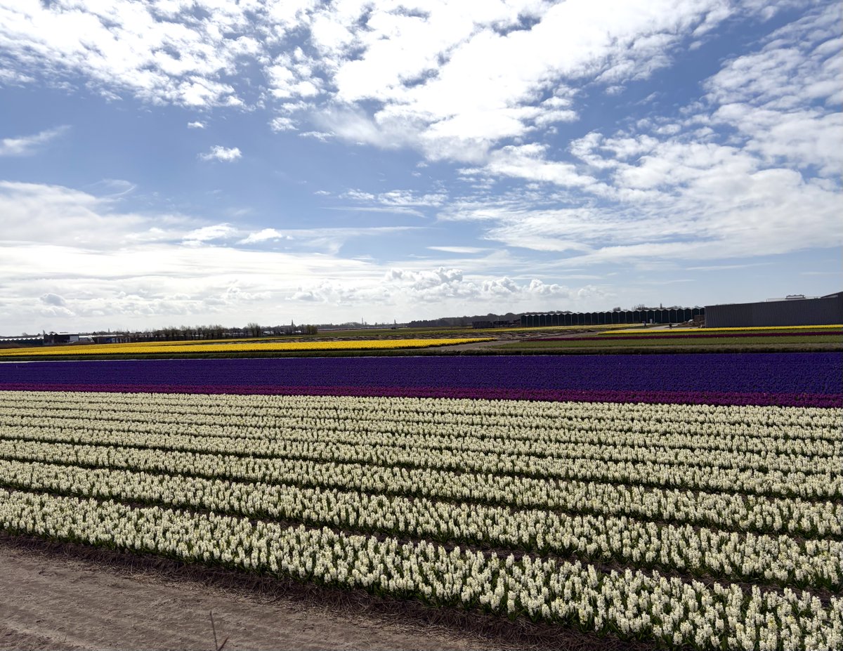 Zsoltiman's tweet photo. #Spring in The #Netherlands  #tulips and other #flowers #Easter time 🐣🌷🇳🇱☀️❤️ https://t.co/tHhasGrIzU