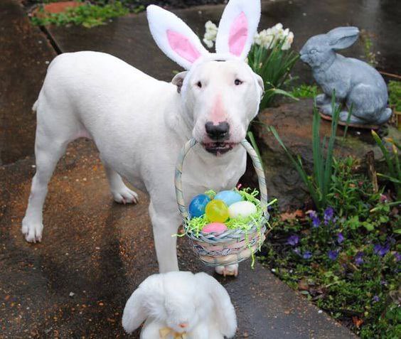 Toros_Rider's tweet photo. @elonmusk Happy Easter! 🐰 https://t.co/NFt4flhNq4