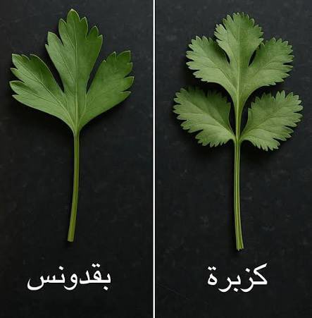 الفرق الأساسي بين الكزبرة والبقدونس يكمن في شكل الأوراق والرائحة، فالكزبرة تتميز بأوراق دائرية ومشرشرة بشكل أكبر مع رائحة نفاذة، بينما البقدونس أوراقه أطول ومدببة ورائحته أخف.