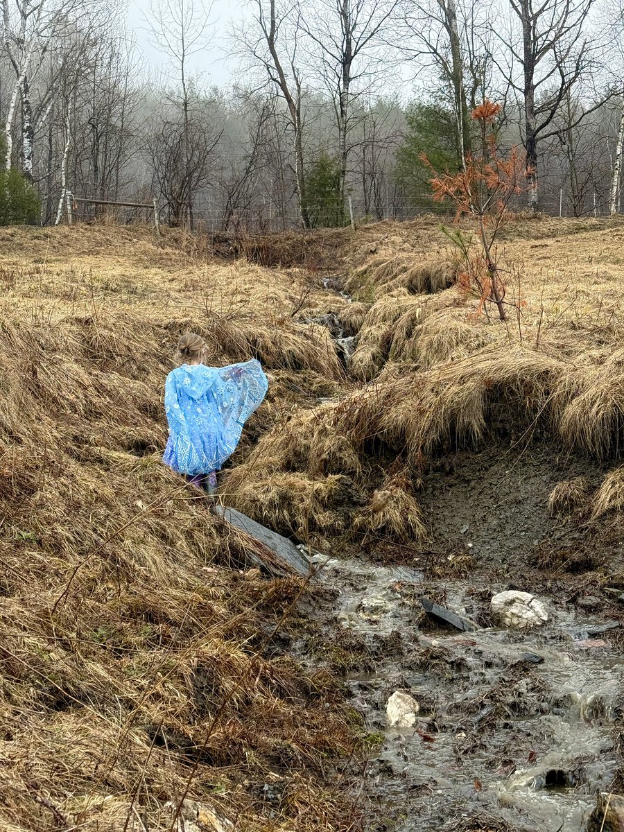 Lady Hollow Tree tweet media