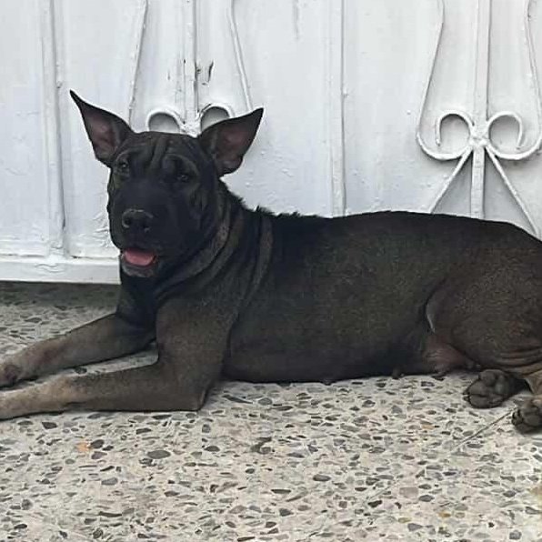 #AyudaPeluda🐶
Esta perrita fue encontrada por atrás de CNT, se ha quedado afuera de la casa de una vecina que le ha brindado comida y cuidados. Si alguien la reconoce por favor contactarse al 📱
0999811902