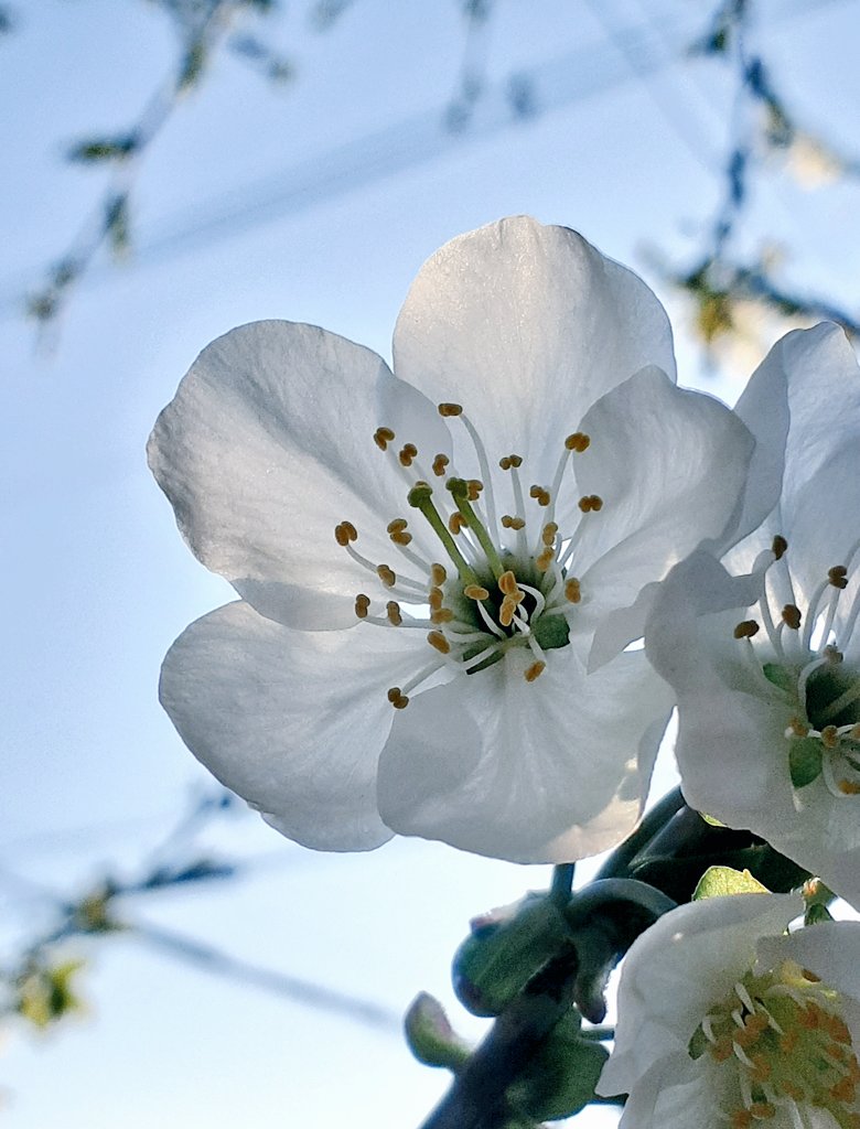 はるの花 tweet media