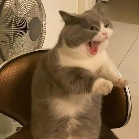 Happy Sunday Everynyan, I have so many commissions to finish, I just had to put on waitlist my meme commissions \(”˚☐˚)/