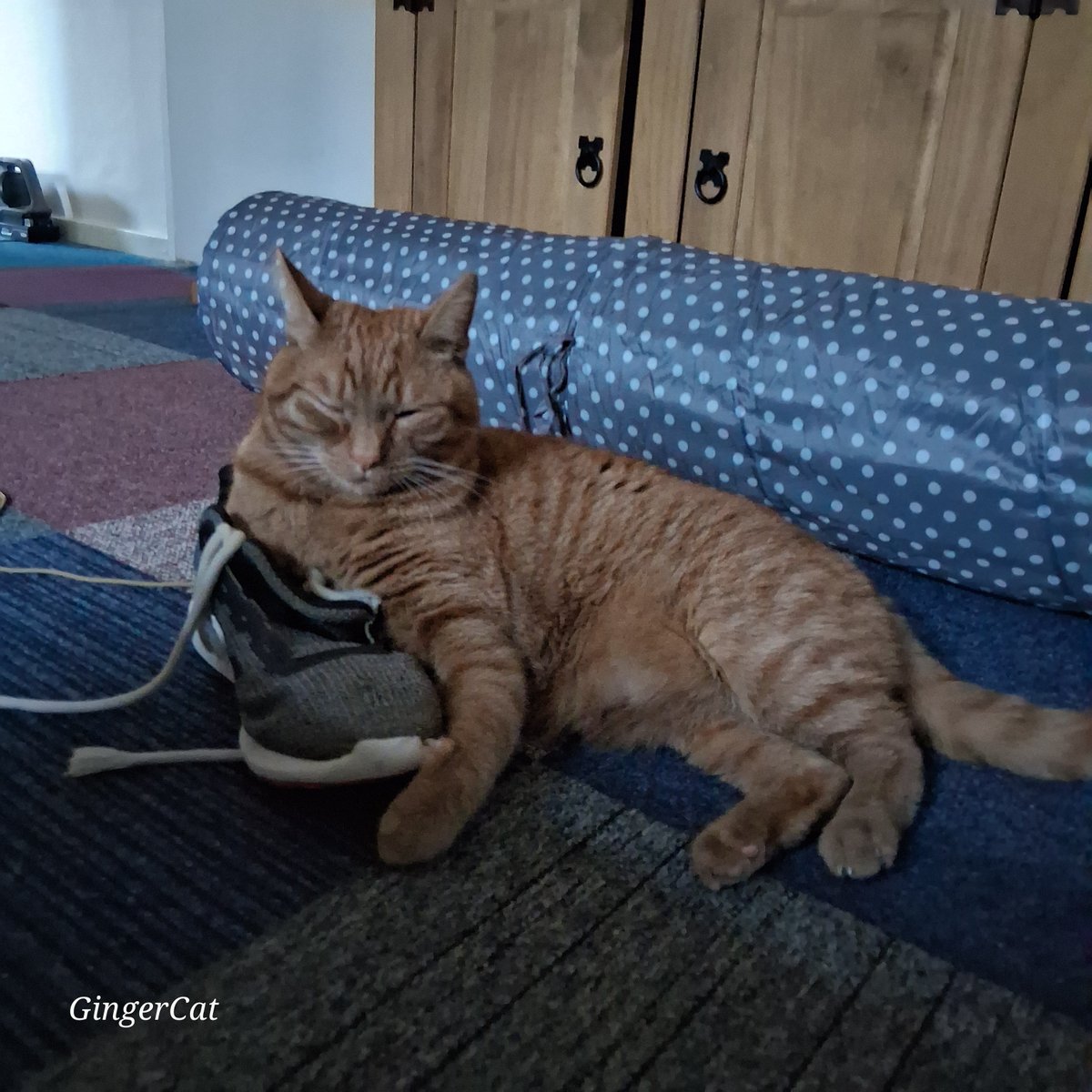 Ginger Cat tweet media