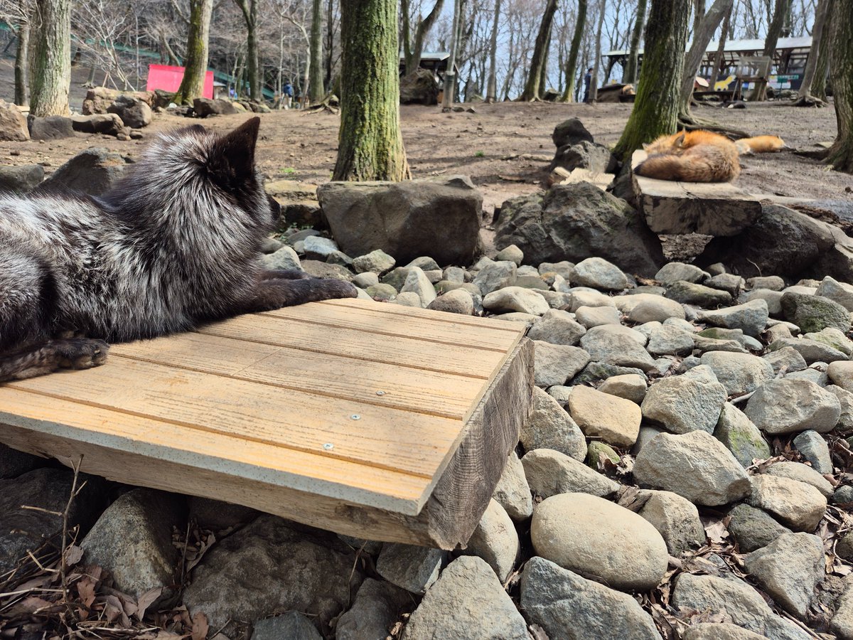 宮城蔵王キツネ村(公式)🦊 tweet media