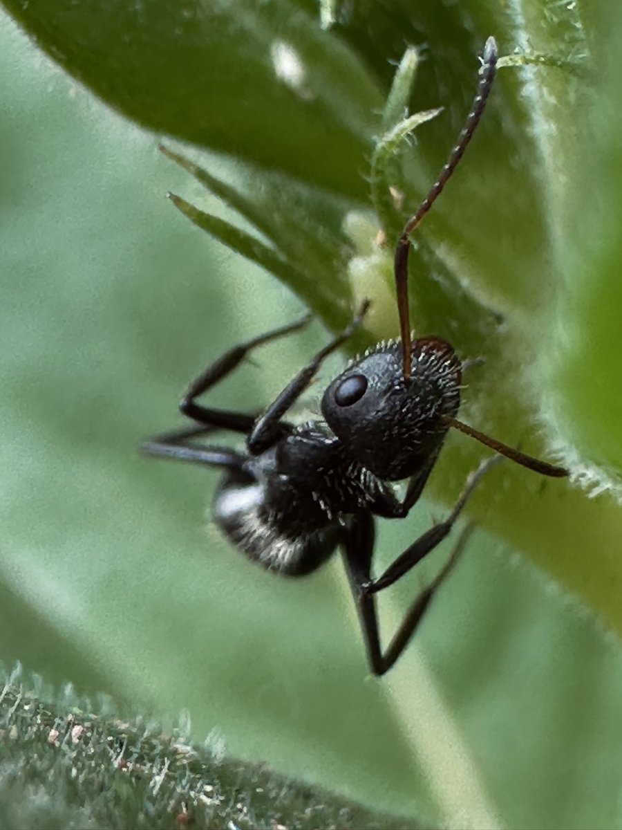 idianarast tweet media