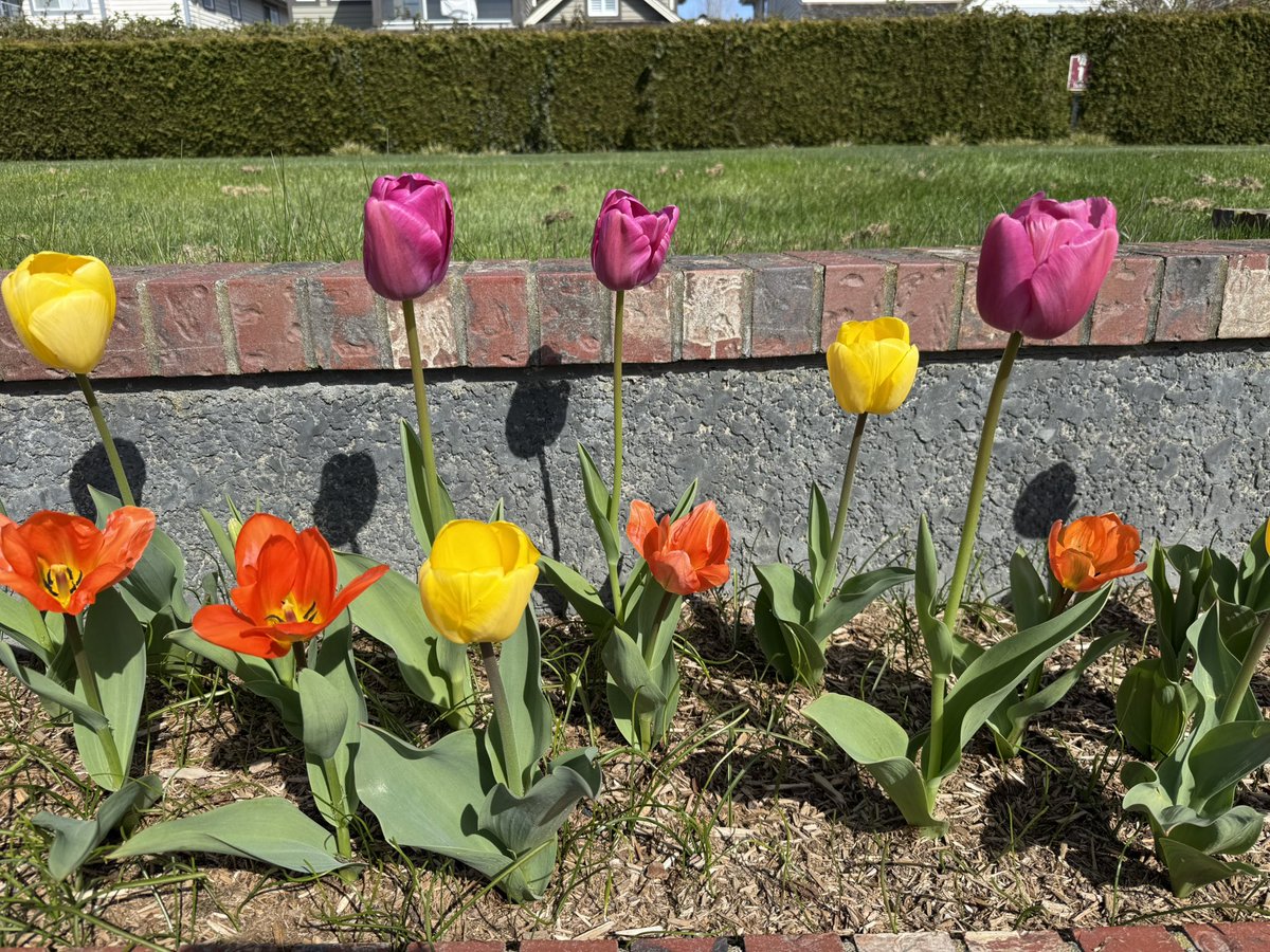 LynneNakashima's tweet photo. Beautiful and colourful tulips at @QuilchenaGolf https://t.co/YZ9WW8Ti1z