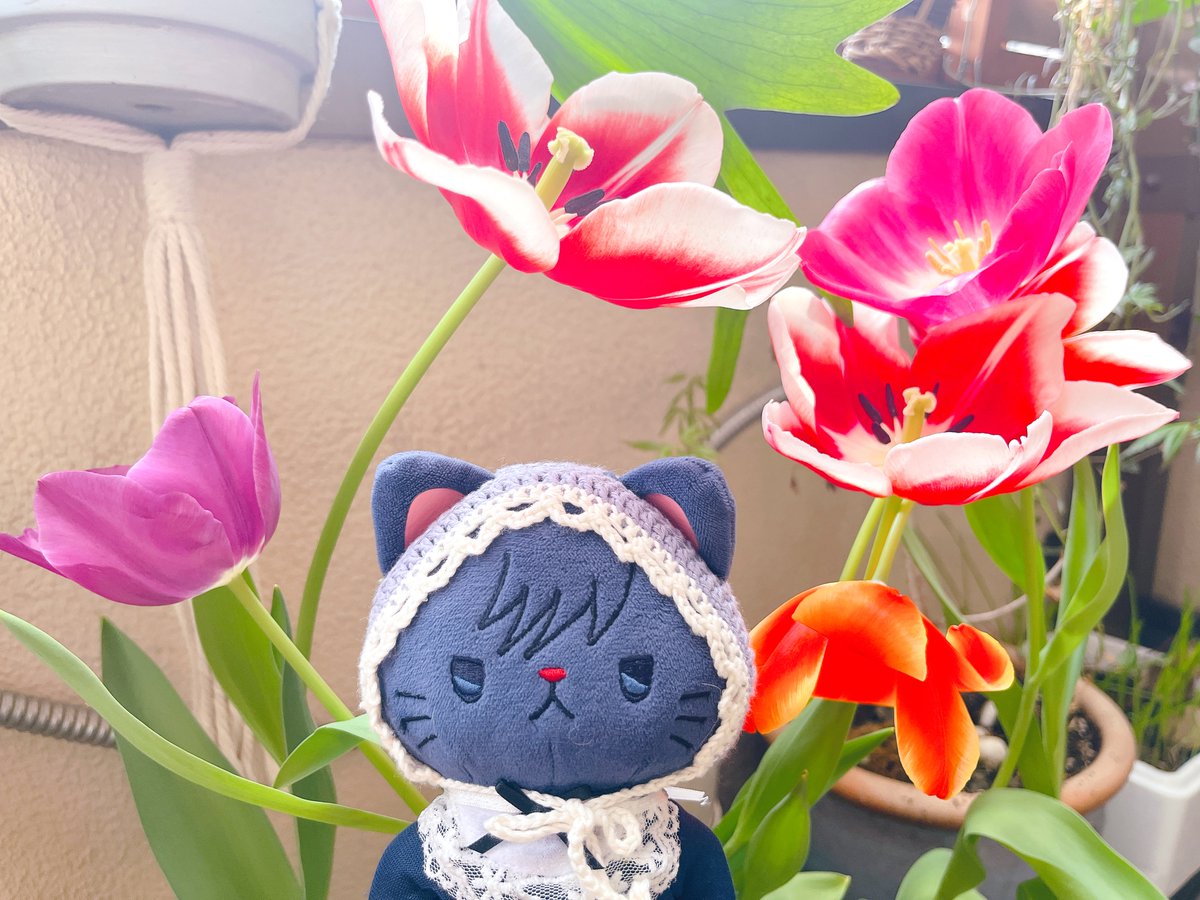 みと🐺 tweet media