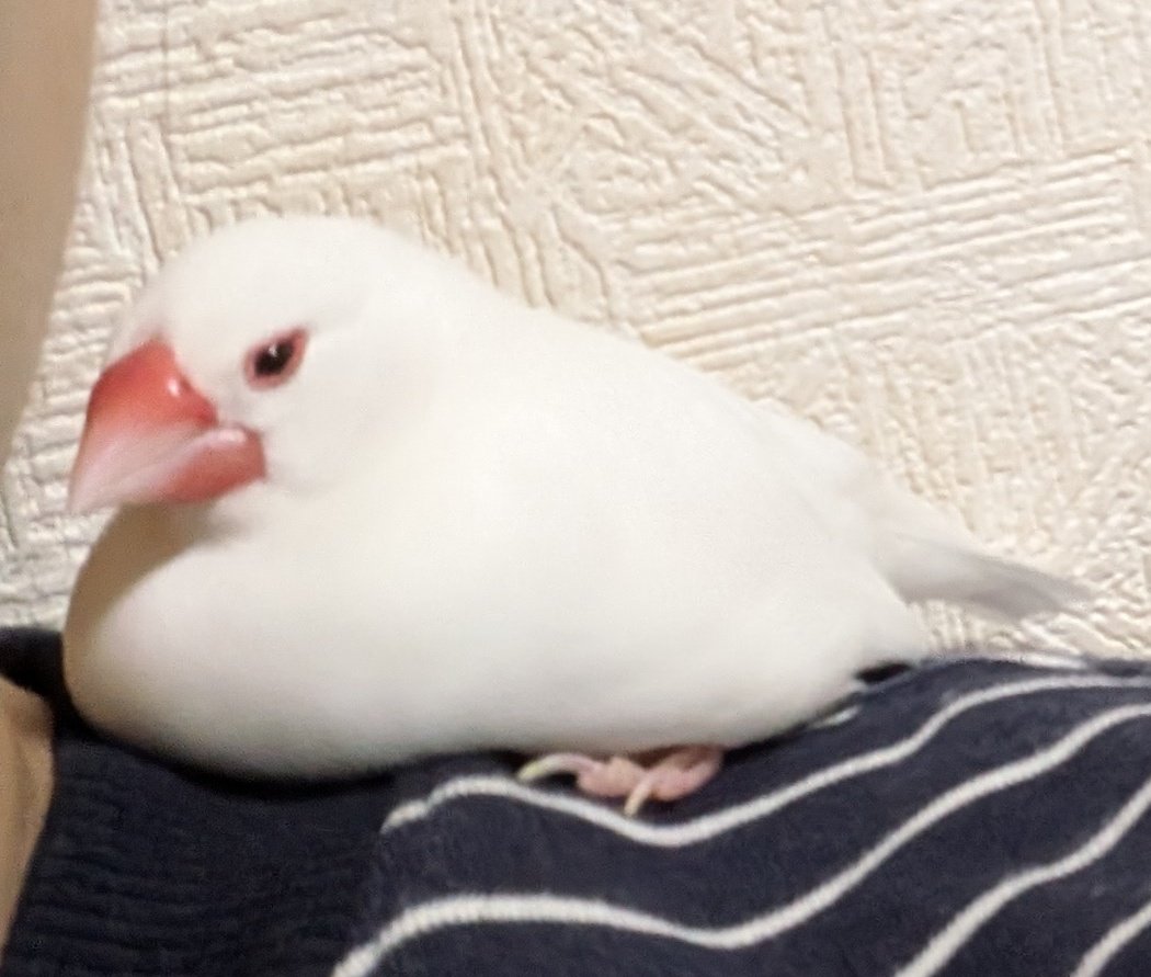 ちいさな春/れい🕊️ tweet media