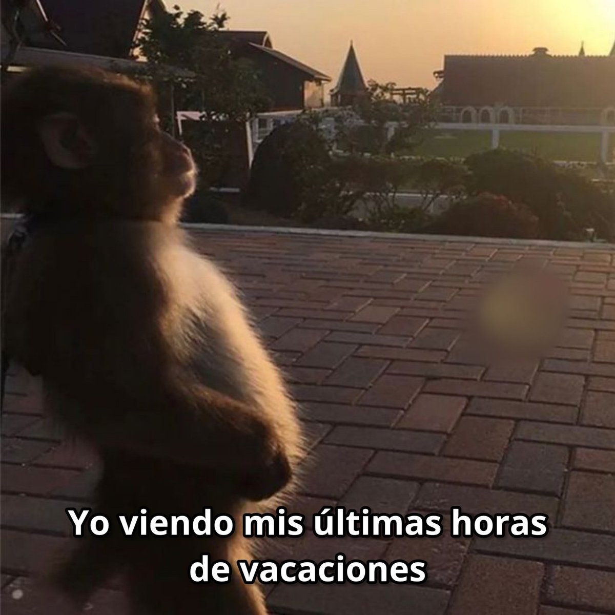 Mario Bros (Gus) ◢◤ tweet media