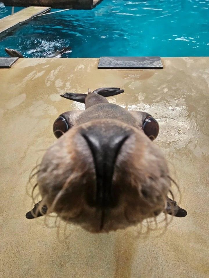 𝕓𝕒𝕤𝕚𝕔𝕒𝕝𝕝𝕪 𝕒 𝕨𝕒𝕝𝕣𝕦𝕤 𝔾𝔹𝔹 tweet media