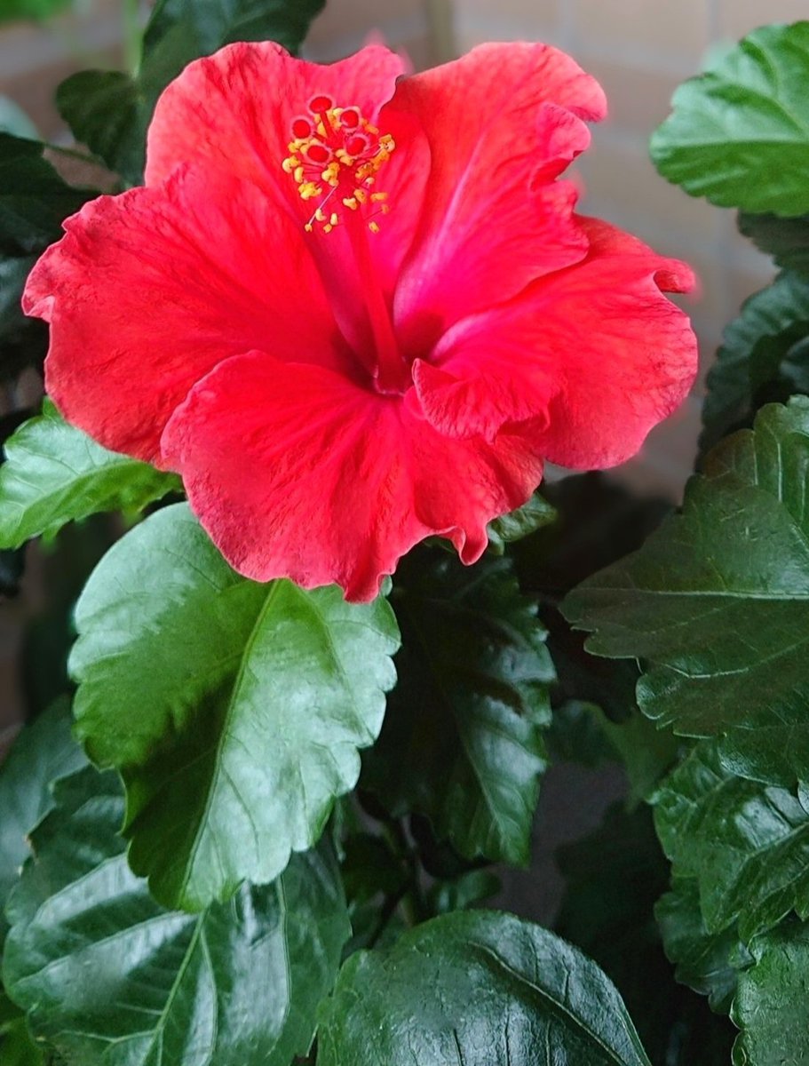 セラピストAKI💎心と身体に寄り添うEmbrace Salon Larimar✨💍 tweet media