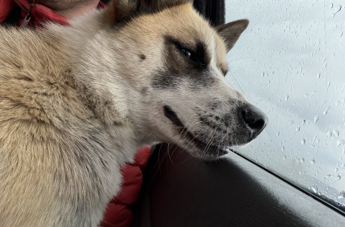 IvanNavaMx's tweet photo. Amigos, esta perrita la estaba pasando realmente mal: estaba bajo la lluvia, sola y corriendo peligro en las calles, expuesta a que la atropellaran o le pasara algo peor. 🙏🏻🐾

Por fortuna ya la pudimos rescatar y ya logramos juntar lo necesario para su protocolo de salud, pero todavía nos falta reunir su pensión y un costal de croquetas para que pueda seguir segura, alimentada y recuperándose como merece.

De verdad les pido que nos ayuden. Cada peso cuenta y hace una diferencia enorme para ella y para todos los perritos que seguimos rescatando.

Banamex  
Ivan Valdes Nava  
Cuenta: 3233565  
CLABE: 002180701132335653  

Gracias por no soltarnos la mano y por ayudar a cambiarles la vida. Hoy ella ya está a salvo gracias a ustedes. ❤️  #AyudanosAAyudar #LaManada #ThePack #GraciasPorElApoyo #GraciasPorTodo #RescateAnimal #IvanNavaMx #CDMX #AdoptaNoCompres #perros #Mexico #PerritosDeLaCalle