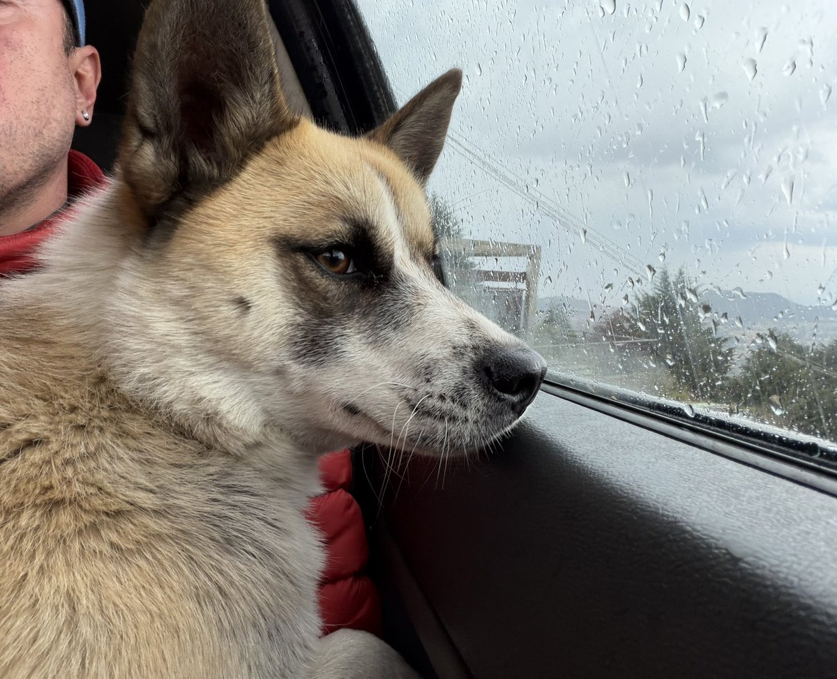 IvanNavaMx's tweet photo. Amigos, esta perrita la estaba pasando realmente mal: estaba bajo la lluvia, sola y corriendo peligro en las calles, expuesta a que la atropellaran o le pasara algo peor. 🙏🏻🐾

Por fortuna ya la pudimos rescatar y ya logramos juntar lo necesario para su protocolo de salud, pero todavía nos falta reunir su pensión y un costal de croquetas para que pueda seguir segura, alimentada y recuperándose como merece.

De verdad les pido que nos ayuden. Cada peso cuenta y hace una diferencia enorme para ella y para todos los perritos que seguimos rescatando.

Banamex  
Ivan Valdes Nava  
Cuenta: 3233565  
CLABE: 002180701132335653  

Gracias por no soltarnos la mano y por ayudar a cambiarles la vida. Hoy ella ya está a salvo gracias a ustedes. ❤️  #AyudanosAAyudar #LaManada #ThePack #GraciasPorElApoyo #GraciasPorTodo #RescateAnimal #IvanNavaMx #CDMX #AdoptaNoCompres #perros #Mexico #PerritosDeLaCalle