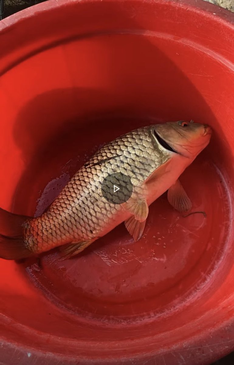 Kelvin Do tweet media