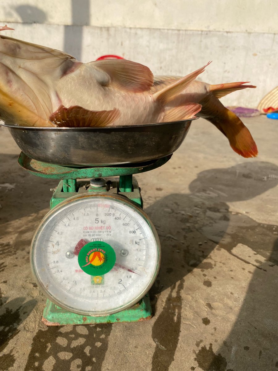 Kelvin Do tweet media