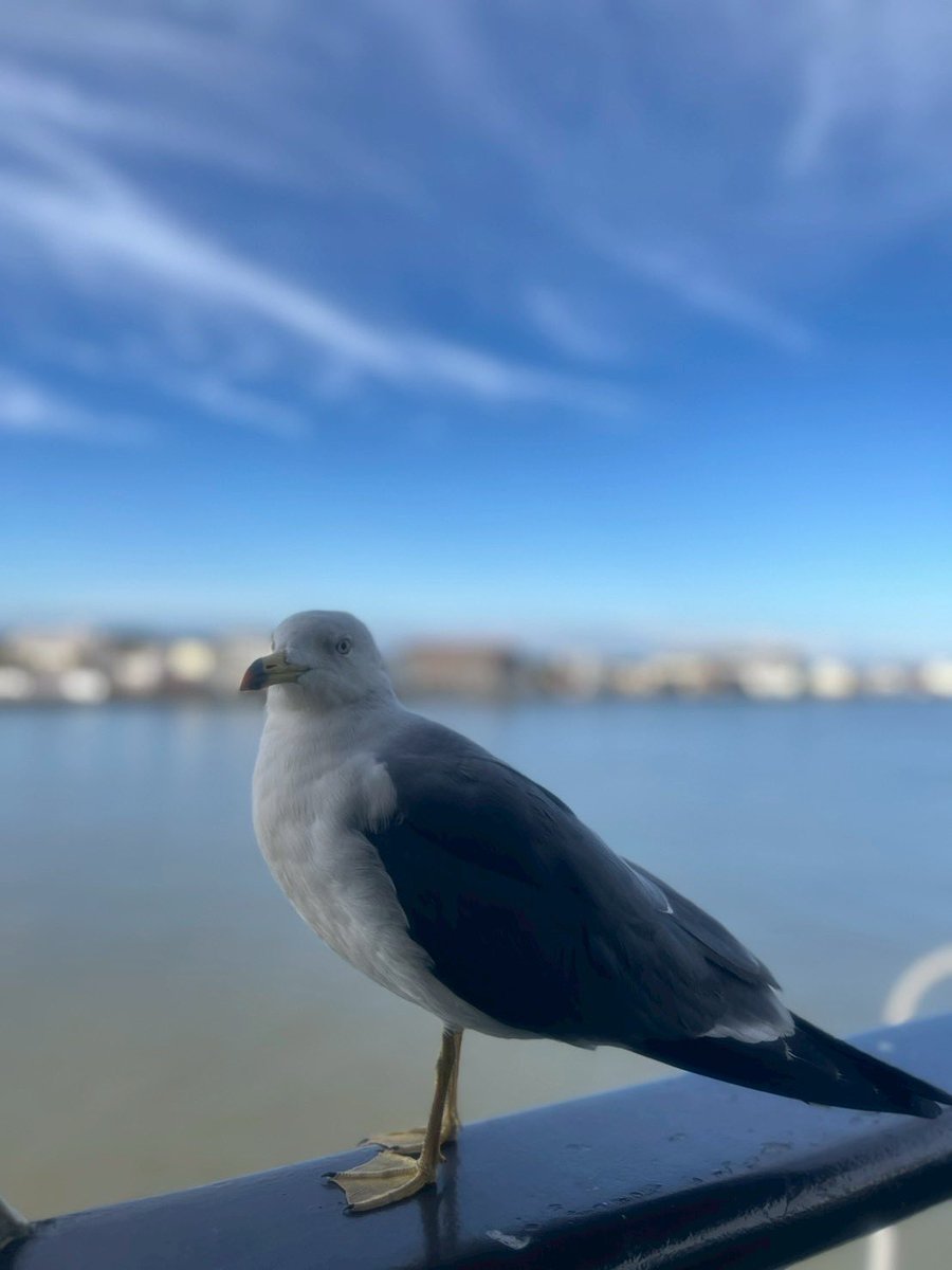 【公式】狛江自動車学校 tweet media