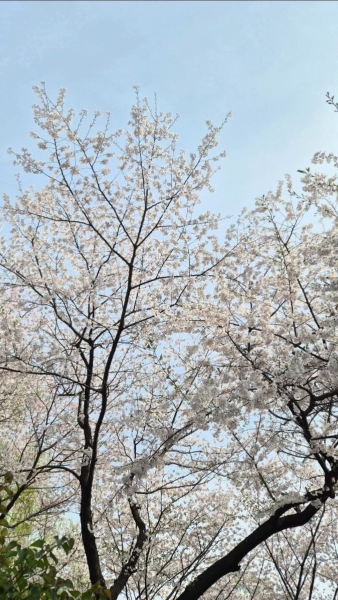 𐔌 . ⋮ Seera .ᐟ ֹ ₊ ꒱ tweet media