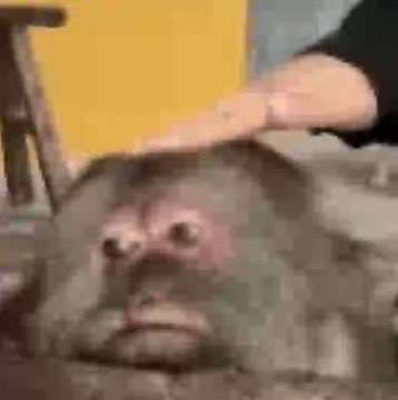 ddthur is not that deep tweet media