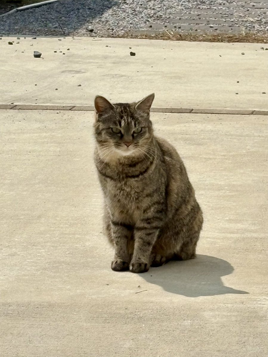 ロプロス tweet media