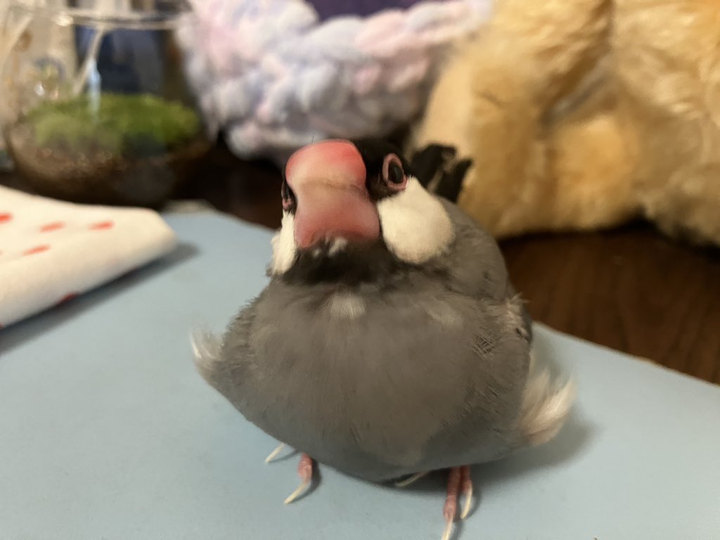 文鳥堂 tweet media