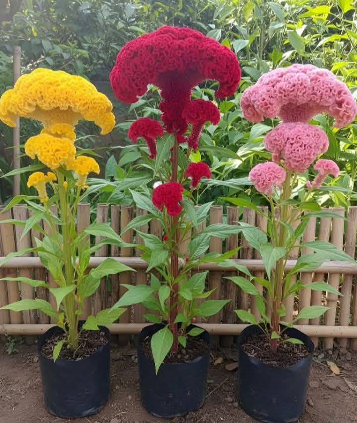 Prof. Antonio Romero Piriz , Oriental Republicano tweet media