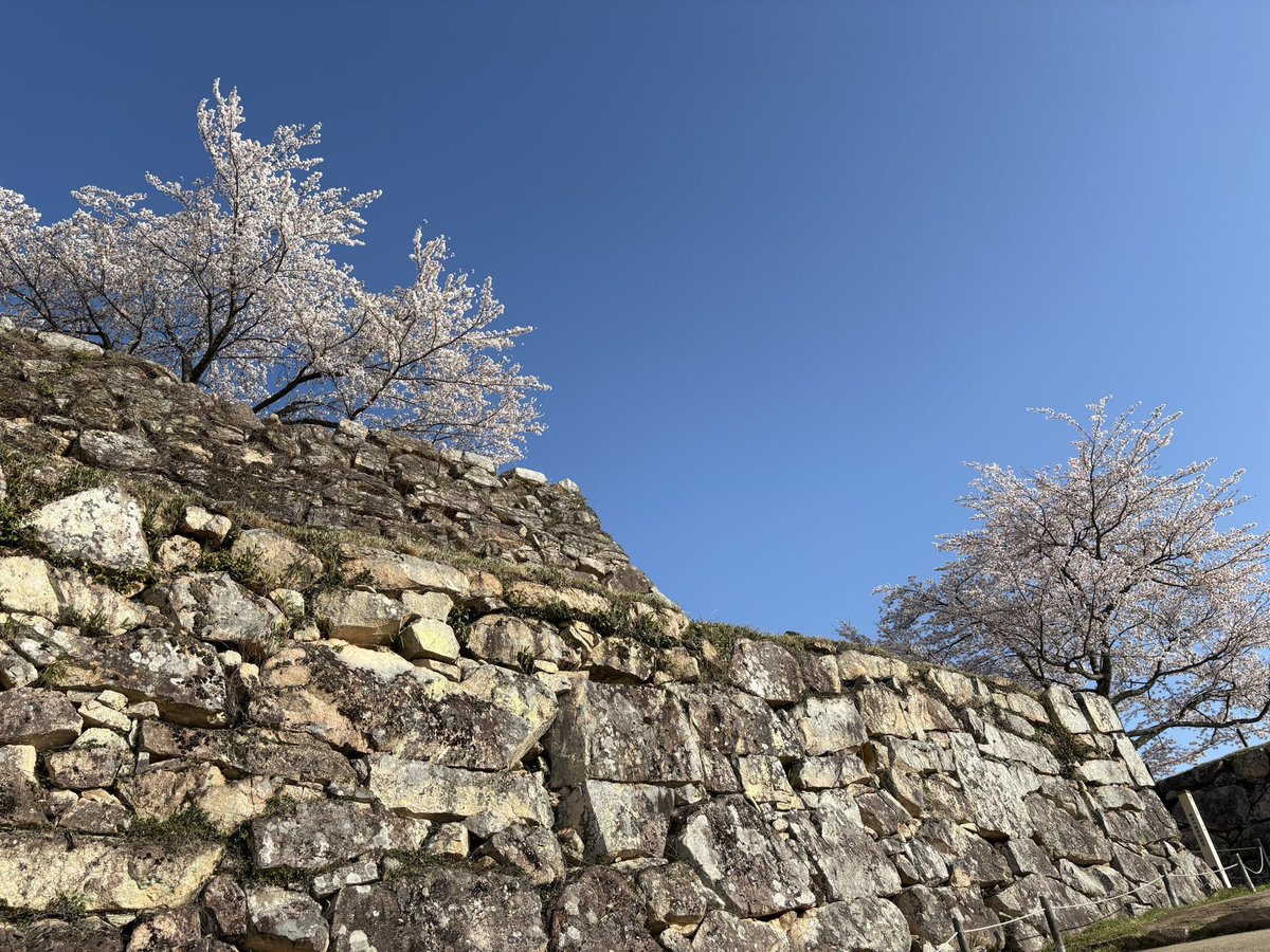 【公式】竹田城跡（兵庫県朝来市） tweet media