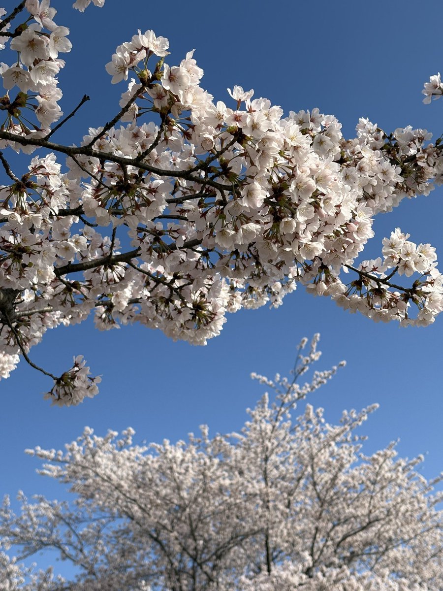 【公式】竹田城跡（兵庫県朝来市） tweet media