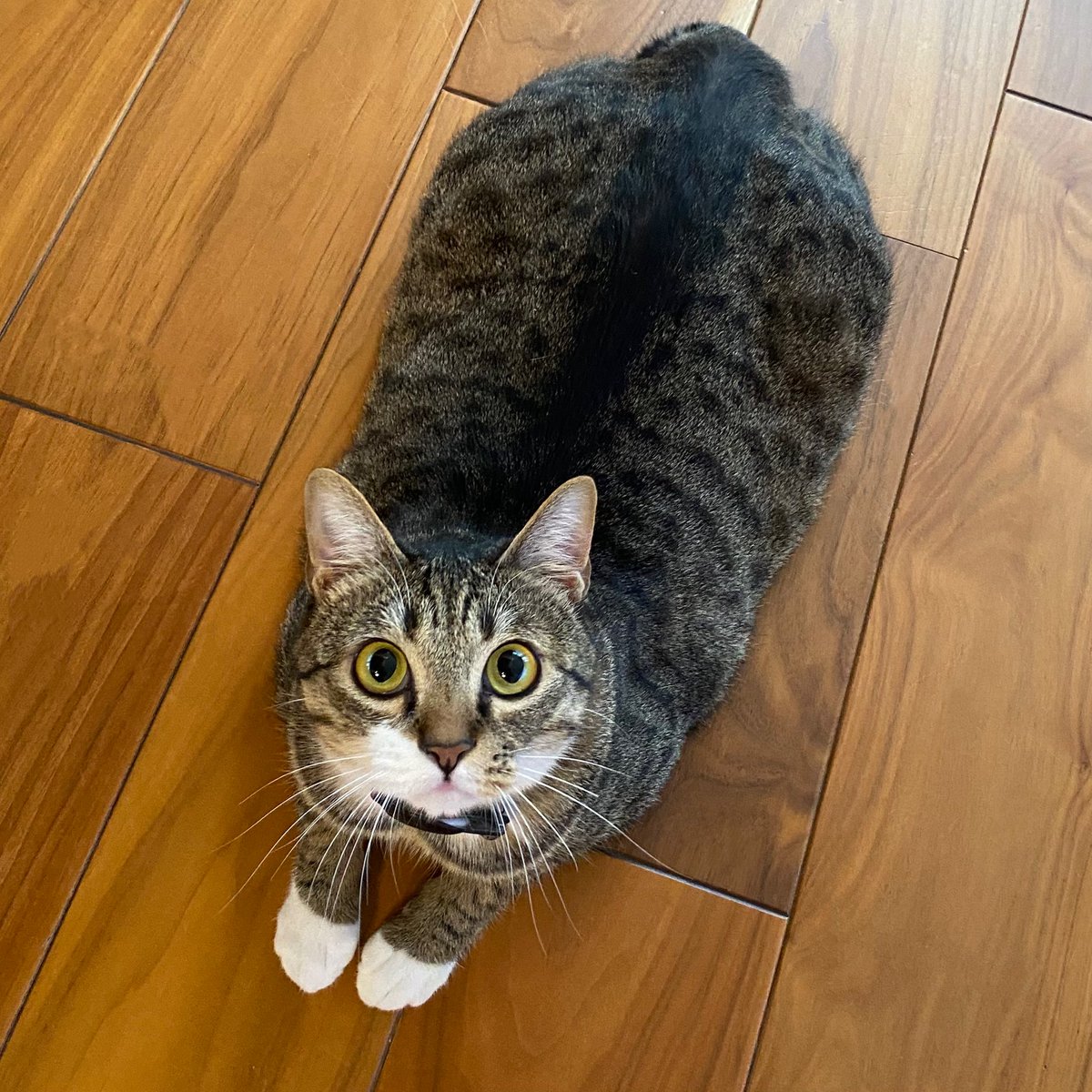 Pvjunior tweet media