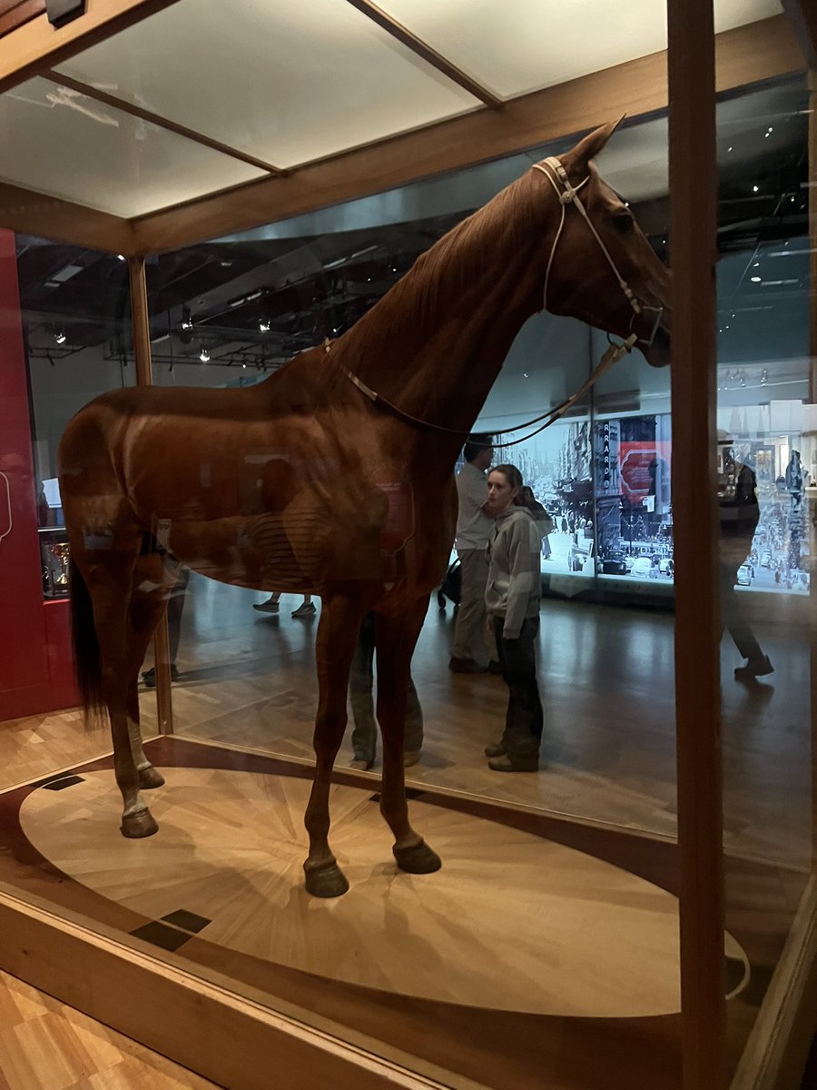 Lunar & Sunny 🐴 tweet media