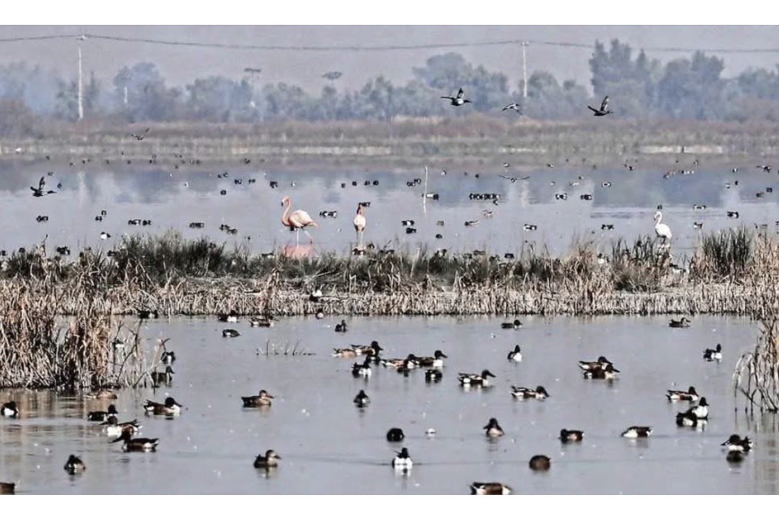 La Corte tweet media