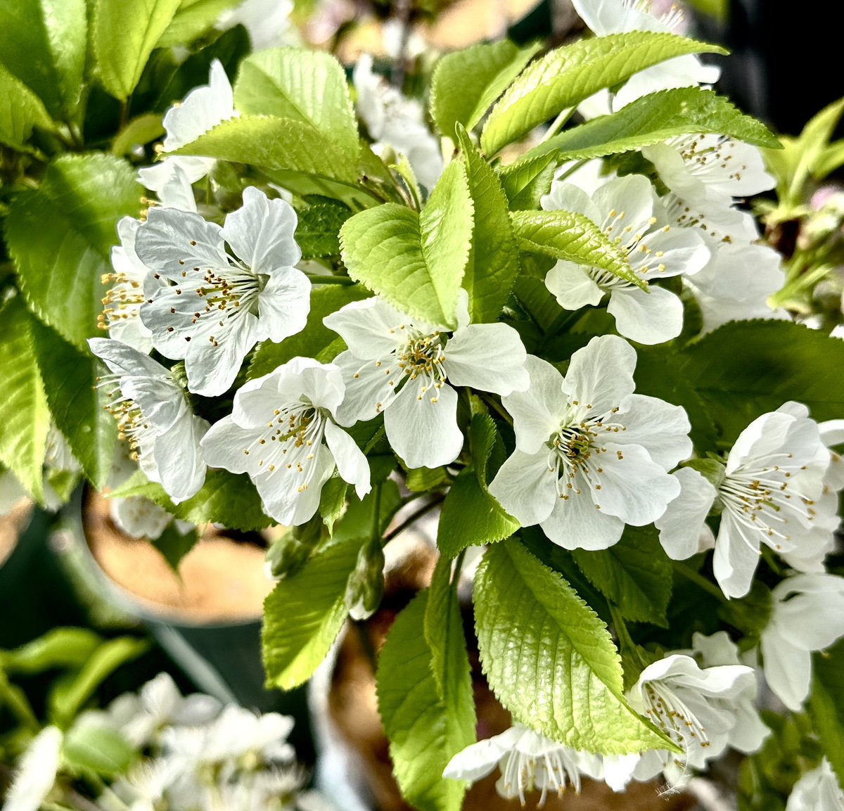 果樹栽培が大好き tweet media