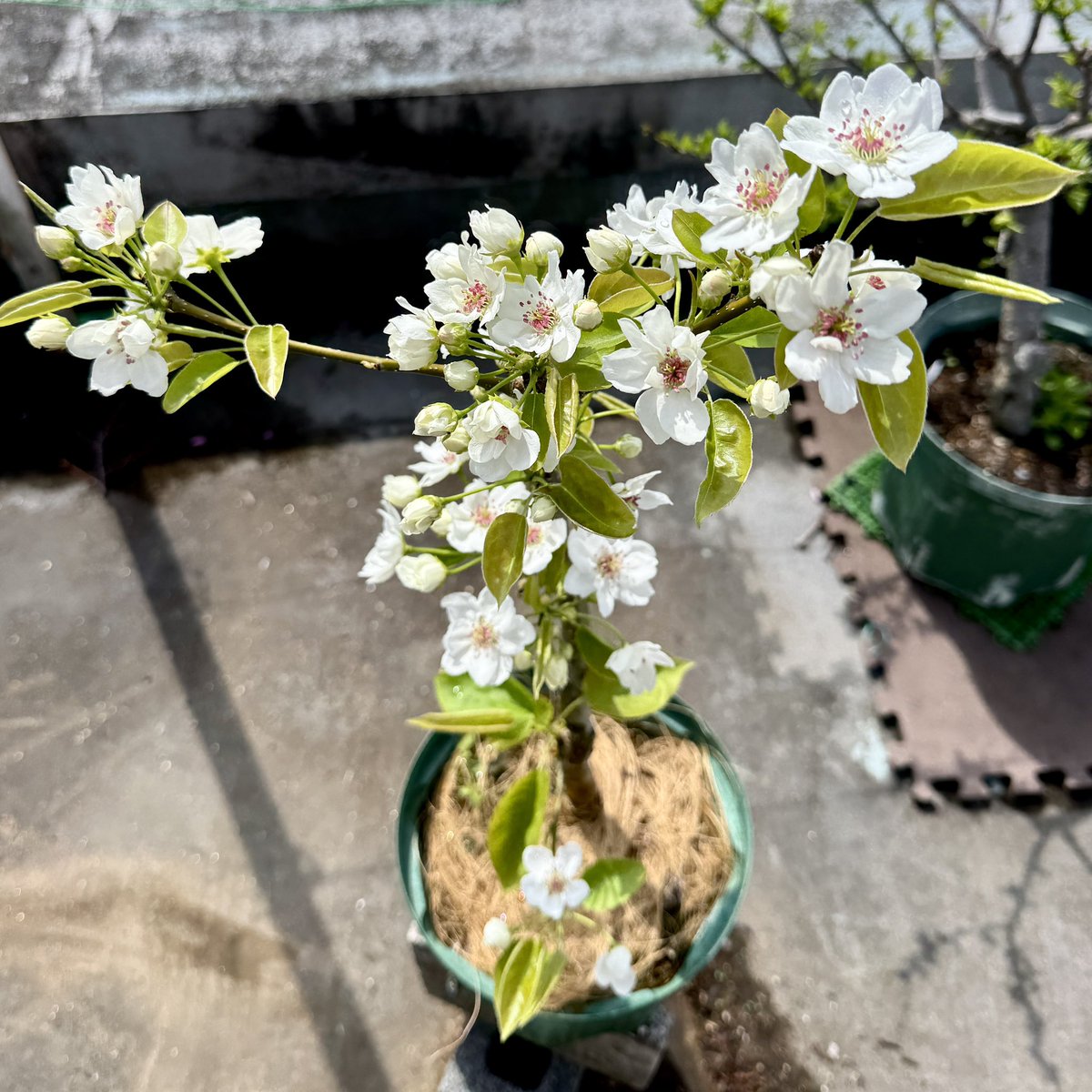 果樹栽培が大好き tweet media