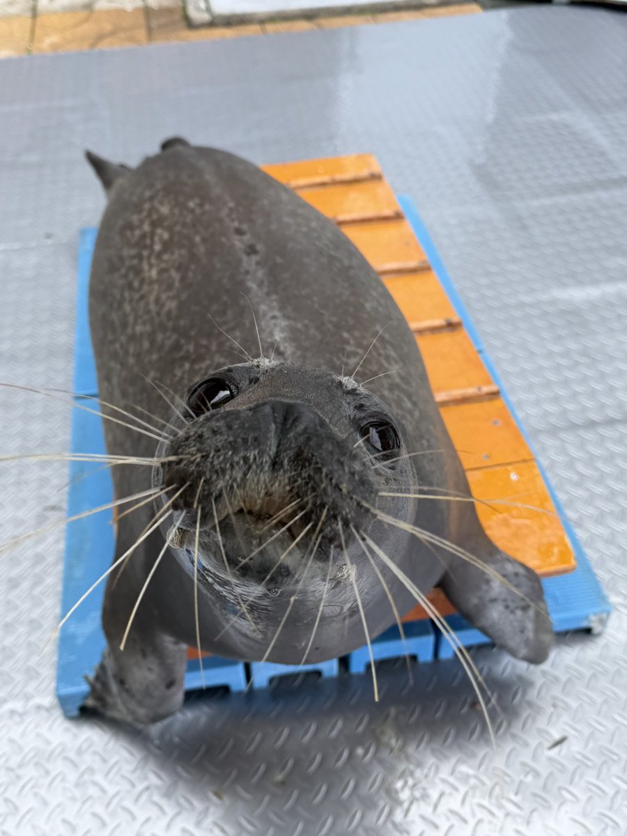 しまたろう【あわしまマリンパーク公式】 tweet media