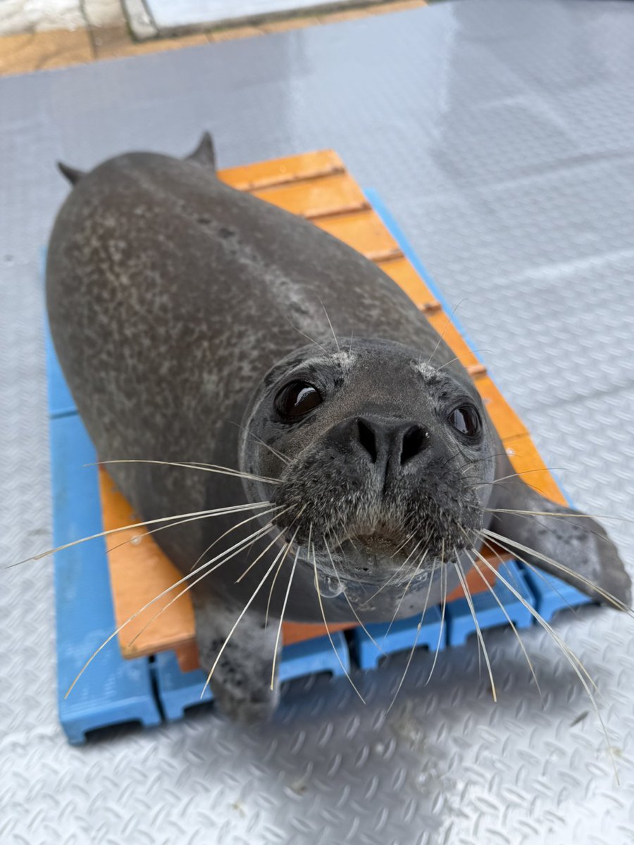 しまたろう【あわしまマリンパーク公式】 tweet media