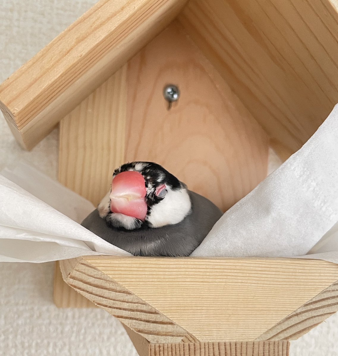 ひなぴ𓅪もみちゃん𓅪おみぴ tweet media