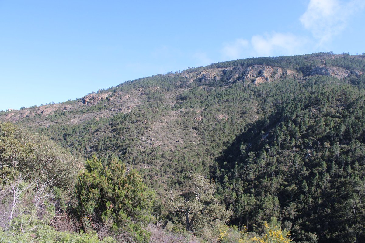 Oni-Link 📸 tweet media