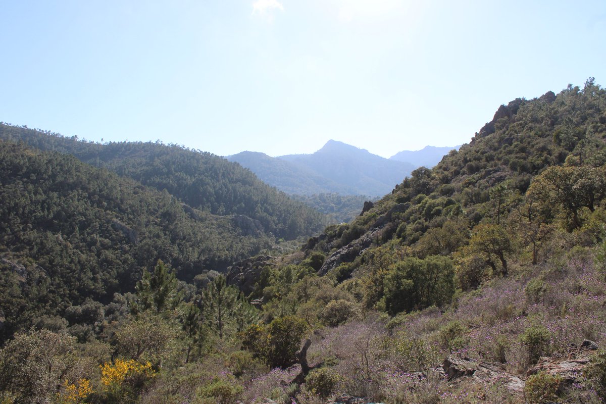 Oni-Link 📸 tweet media