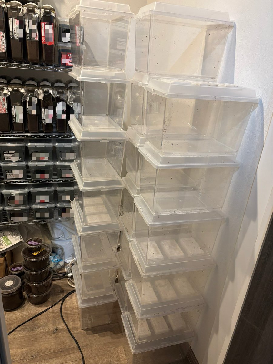 Lucanus_7 tweet media