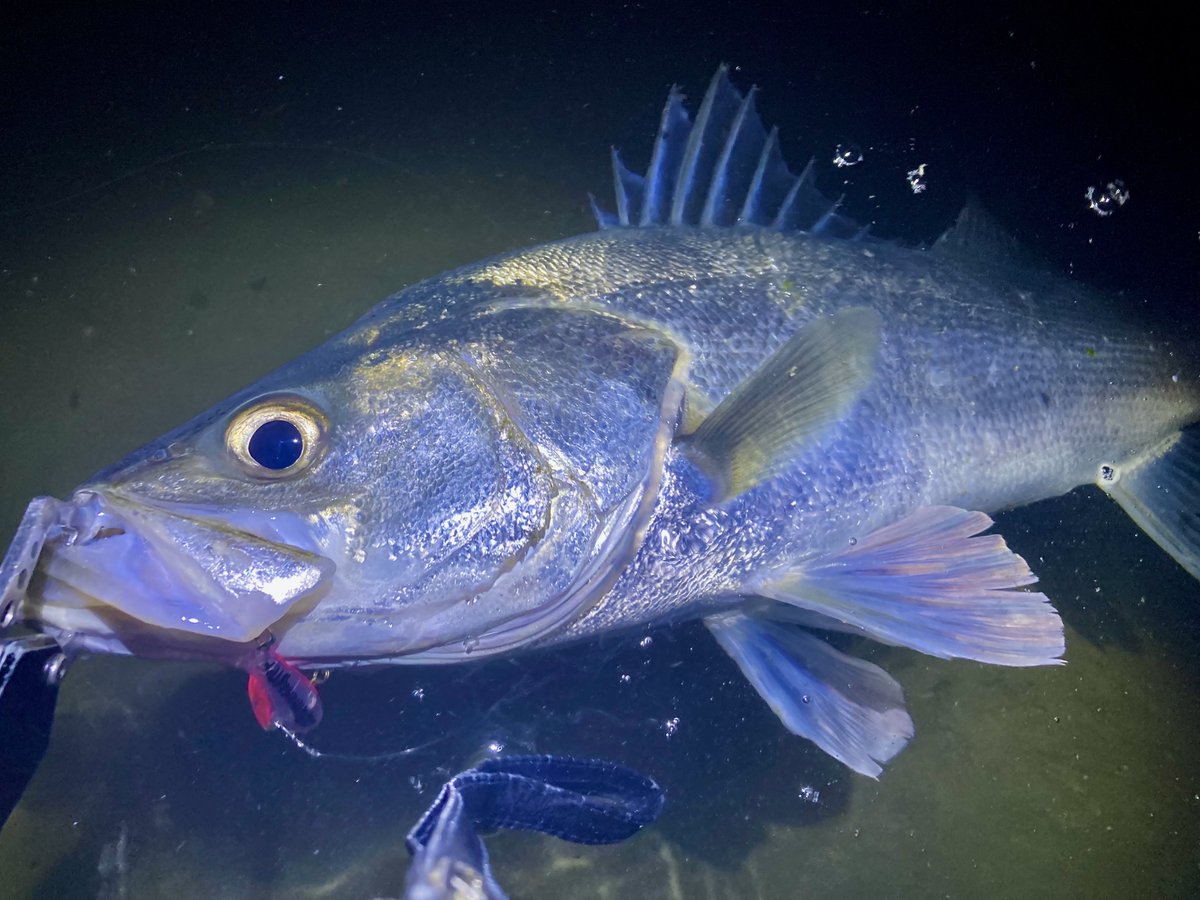 中西 攻"釣り好きシェフ"野菜家さい tweet media