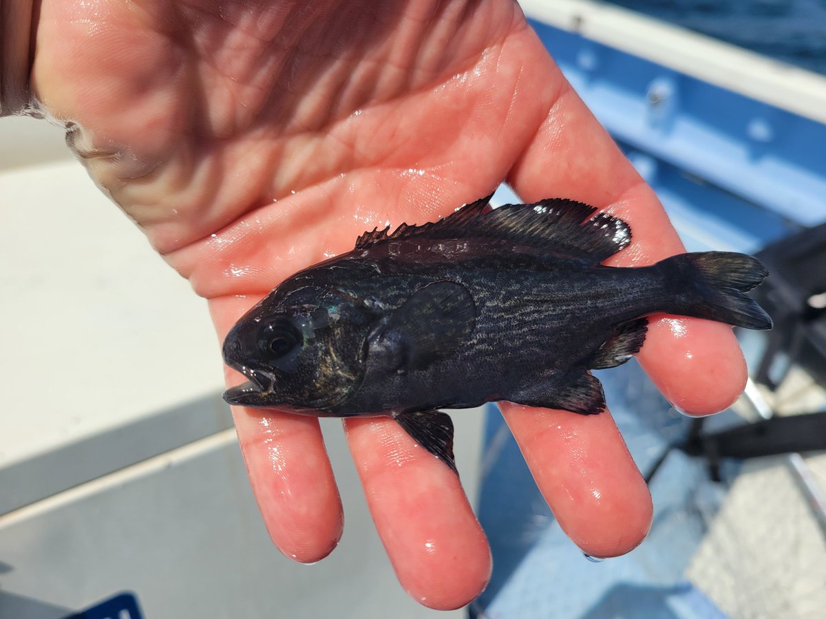 杉本　光 tweet media