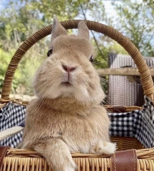 𝙟, 𝙥otter. 𐂂 tweet media