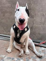 C.R comic tweet media