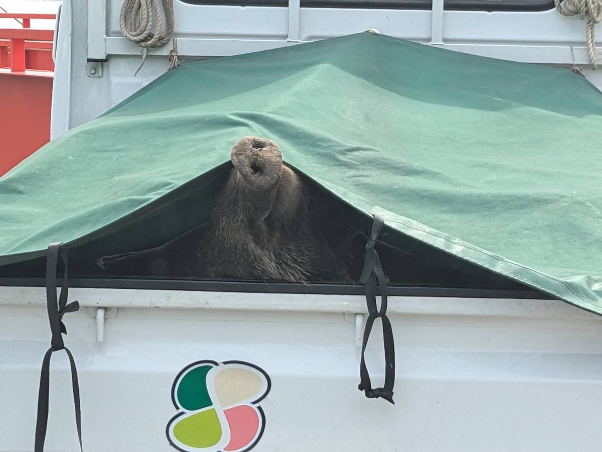 ポール tweet media